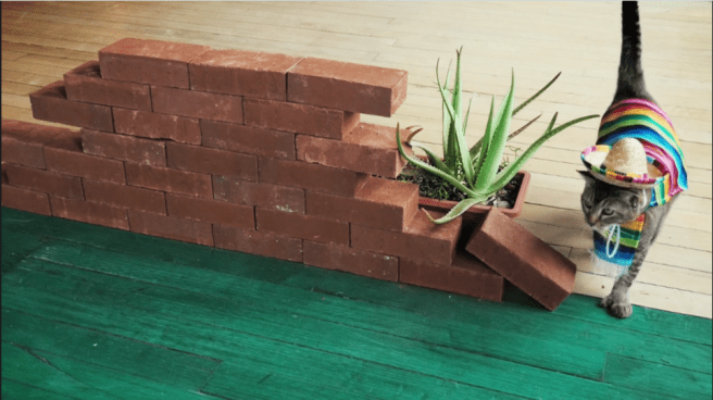 This pussy has had it with Trump's wall talk